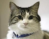 20070731133321-oscar-el-gato.jpg