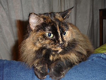 20070731175434-manchita12.jpg